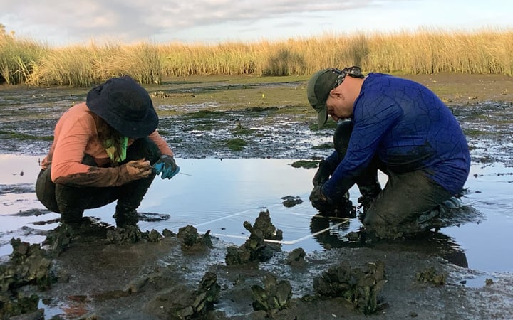Two VHB scientists survey oyster beds during low tide.