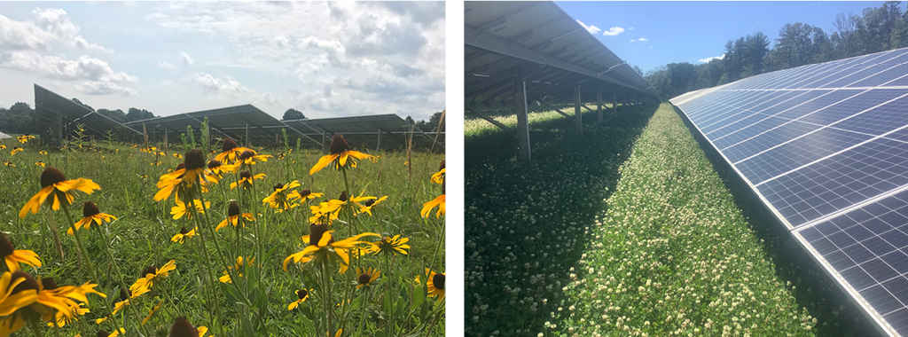 Collage of A field of yellow flowers in a solar farm and Solar panels in a field with vegetation.