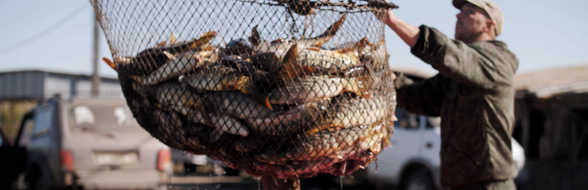 A fresh catch of fish in a net is prepared for transport.
