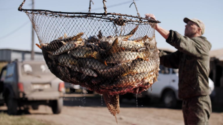 A fresh catch of fish in a net is prepared for transport.