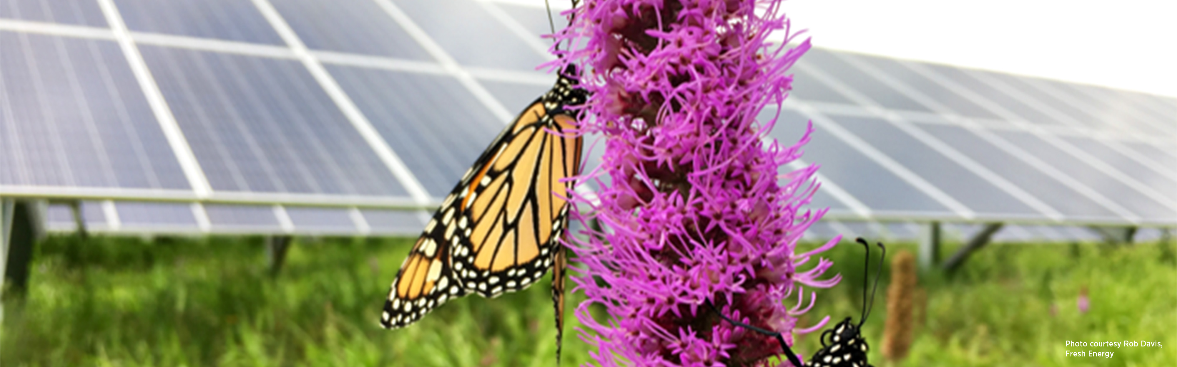 Close up on a purple flower with butterflies against a backdrop of solar panels.