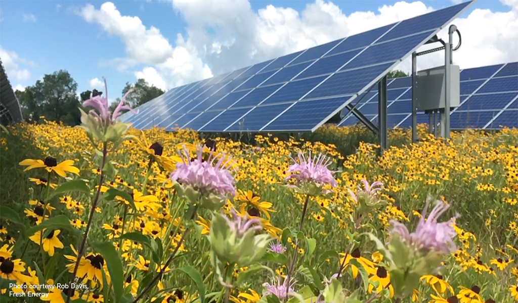 Solar panels surrounded by yellow flowers.